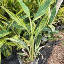 花叶良姜艳山姜绿化庭院阳台四季观叶开花植物室外盆栽花苗