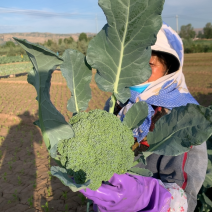 精品西兰花大量批发、万亩蔬菜基地大量上市
