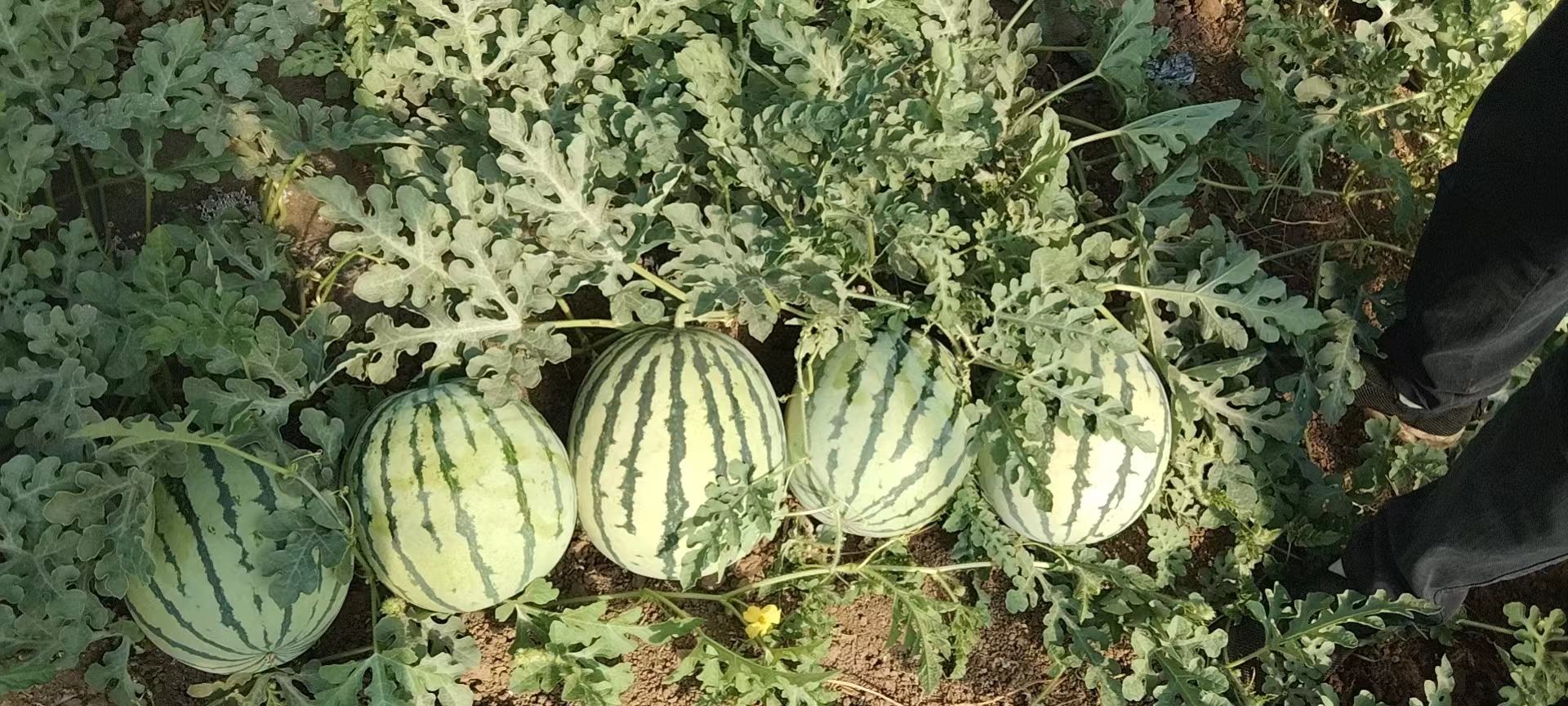 一个成熟的西瓜早佳8424放置在田野草地上,阳光照射下果皮呈现鲜明的翠绿底色与深绿条纹,切开一半展示内部鲜红色的果肉和少量黑色小籽,背景为模糊的瓜田 翠绿色条纹西瓜静物特写