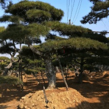 精品造型松