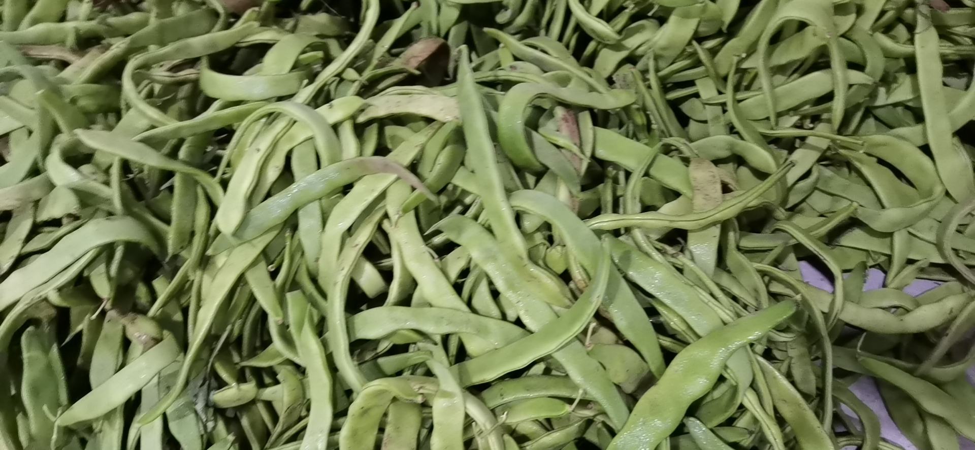 四季豆营养成分图表