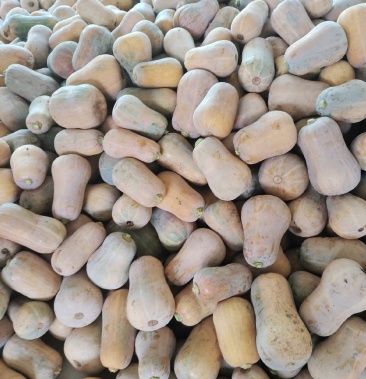 [枕头南瓜批发]枕头南瓜价格0.60元/斤 - 一亩田