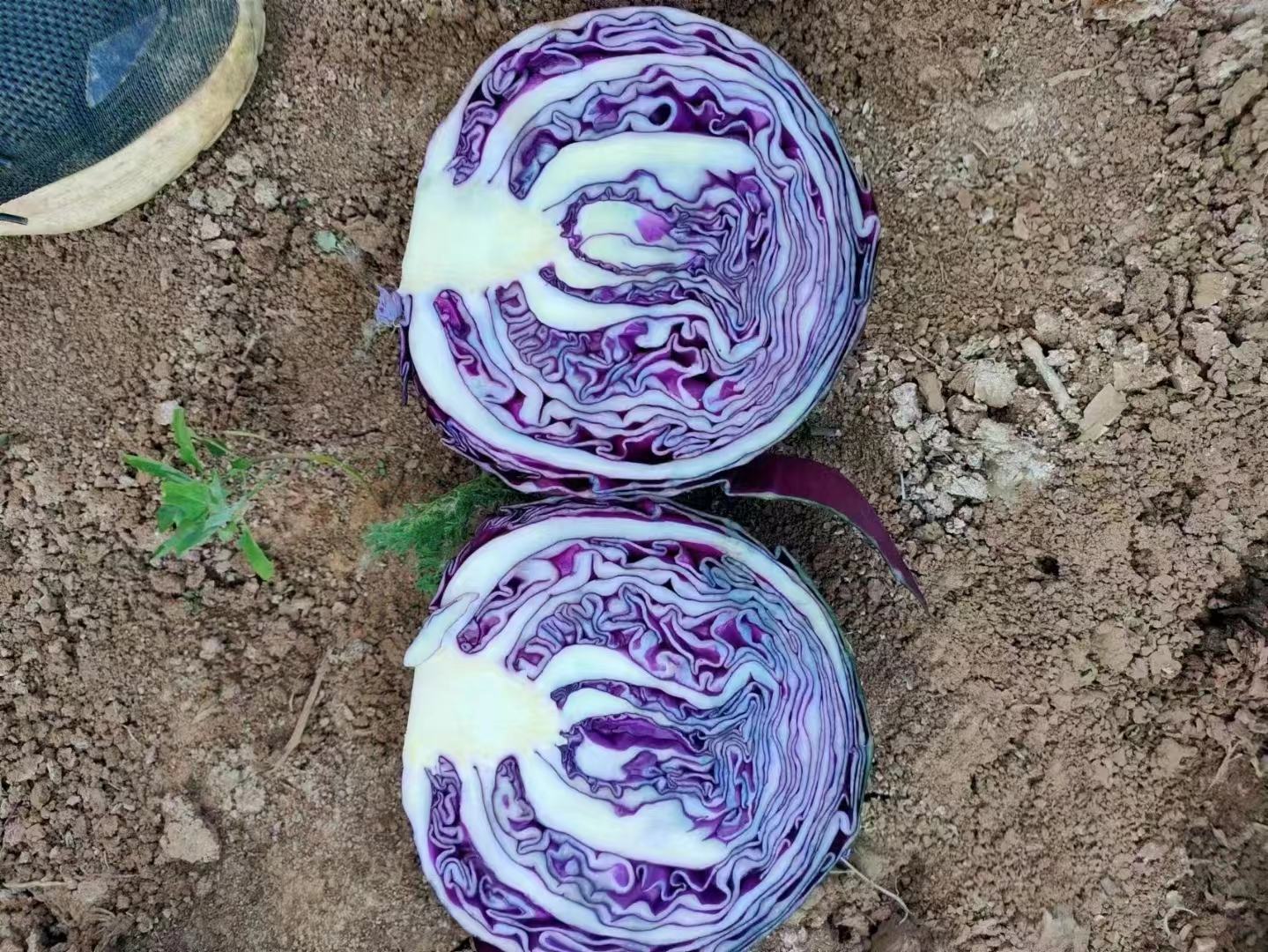 紫甘蓝榨汁与面粉混合过程