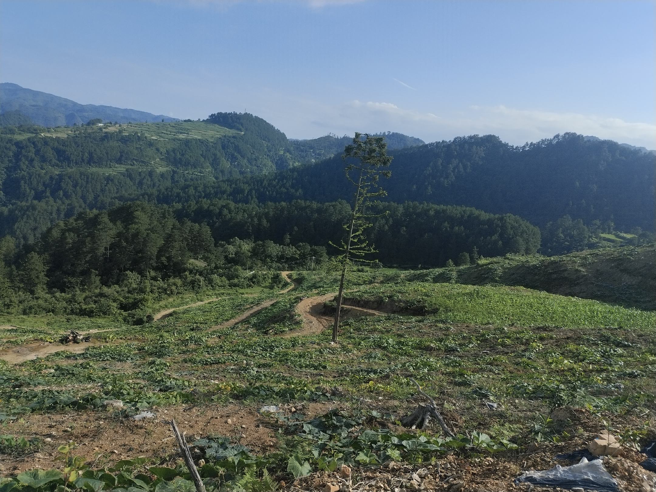 多贝雪山南瓜产地全景图,展示高山云雾中的南瓜种植基地 多贝雪山南瓜产地全景图