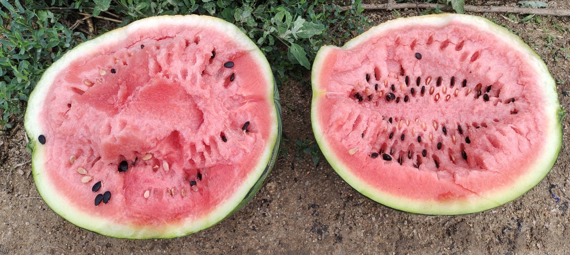 展示一颗完整的8424西瓜,果皮绿色带深条纹,表面光滑,切开后红瓤明显 8424西瓜外观图