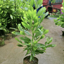 大量出售各种规格的马占相思有须联系我价格优惠