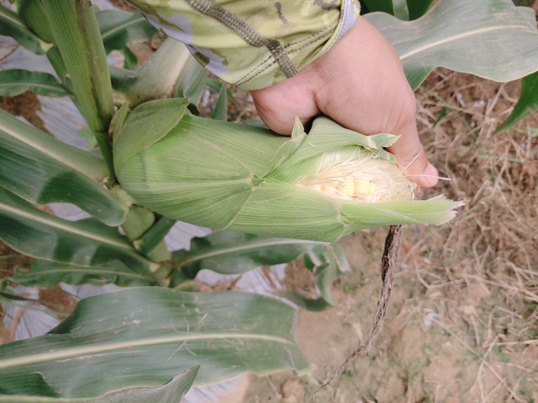 水果玉米清洗与去须过程