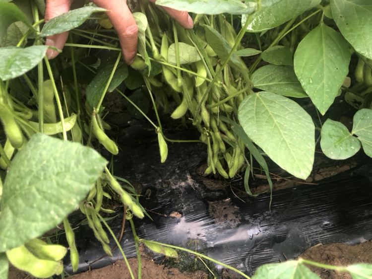 台湾292号毛豆植株与豆荚特写