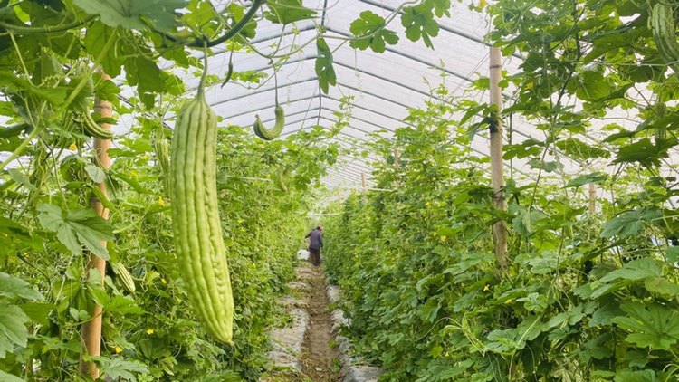 一片整齐连片的翠玉苦瓜种植基地,藤蔓攀爬于钢架棚架上,叶片浓绿,黄色花朵盛开,部分已挂果,果实细长直挺,表面有明显瘤状突起,颜色鲜亮翠绿,阳光照射下泛着油润光泽 翠玉苦瓜植株田间生长实景图
