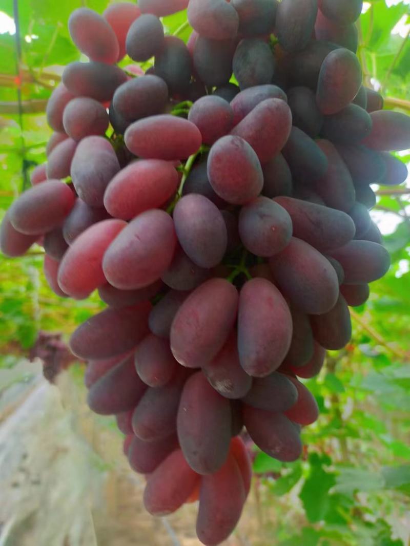 [沙尔葡萄批发]辽宁营口鲅鱼圈区葡萄 3.00元/斤莎儿葡萄!口 _ 一亩田