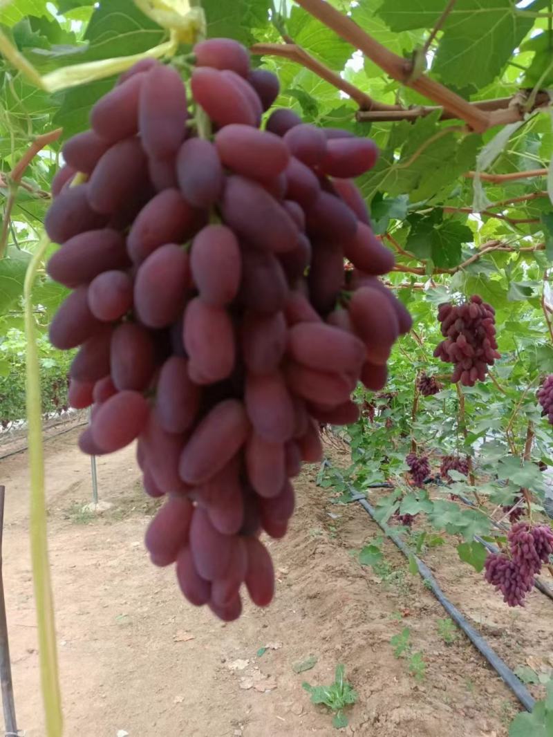 [沙尔葡萄批发]辽宁营口鲅鱼圈区葡萄 3.00元/斤莎儿葡萄!口 _ 一亩田