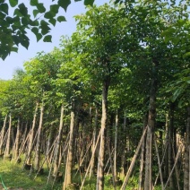 供应：重阳木，秋枫12-15各种规格都有