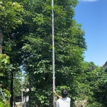 供应：重阳木，秋枫15-18各种规格大量