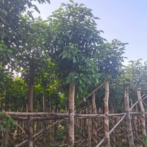 绿化苗木，秋枫，规格5到12公分，市政货。