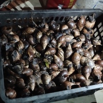 黑肉蜗牛