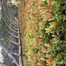 龙船花高30-40公分，中袋苗，成活率极高