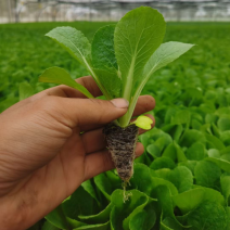 白菜苗基地直发根系好成活高品种全，专业育苗