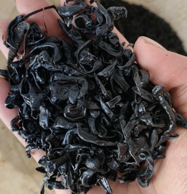 [水蛭批发]水蛭 东北野生小黑条价格650.00元/斤 - 一亩田
