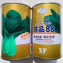 耐热耐寒油绿青梗菜种子纤维少珍品88青梗菜种子小青菜