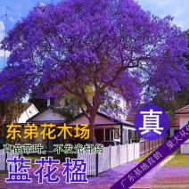 大量出售各种规格的蓝花楹有须联系我价格面议美丽