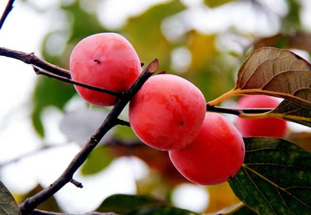 富平尖柿挂满枝头
