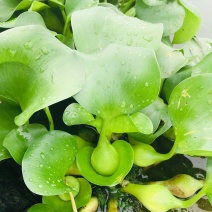 水葫芦水生植物新鲜种苗净化水质浮萍水草造景好成活水浮莲水