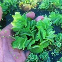 象耳萍水浮莲水养草水生植物龟缸鱼缸造景养殖净化水质