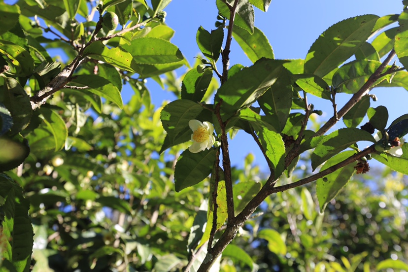 茉莉花茶的制作过程