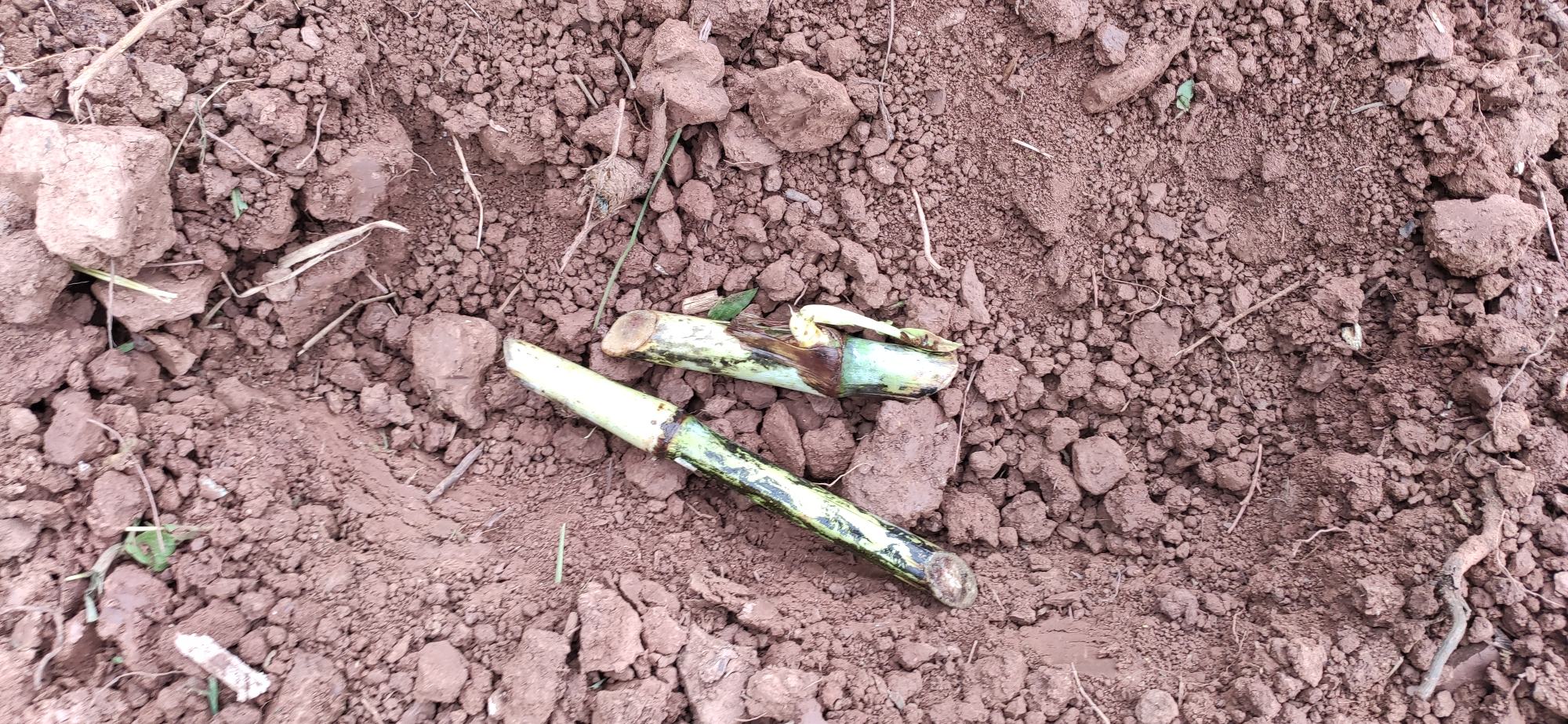 软籽石榴种植环境对比图