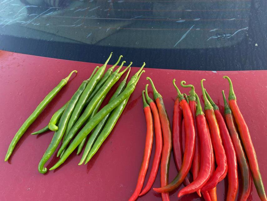 一盘摆放整齐的新鲜线椒与不同品种的辣椒并列展示,包括红尖椒、二荆条、小米辣和青圆椒,背景为木质砧板,突出色彩与形态差异 线椒与多种辣椒对比图