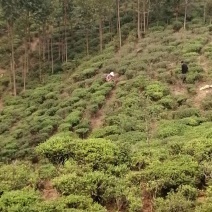 茶叶