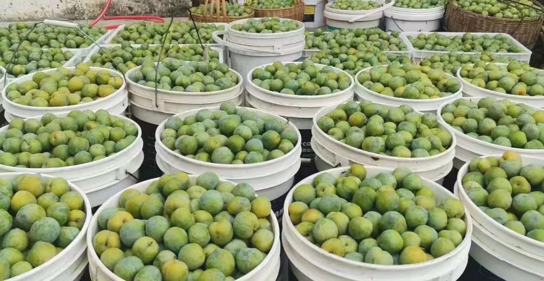 青脆李子制作成果汁与沙拉的搭配图,展示其在烹饪中的多样性应用 青脆李子制作成果汁与沙拉的搭配图