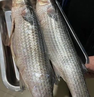 [梭鱼批发]乌支鱼,去脏,梭鱼价格7500.00元/吨 - 一亩田