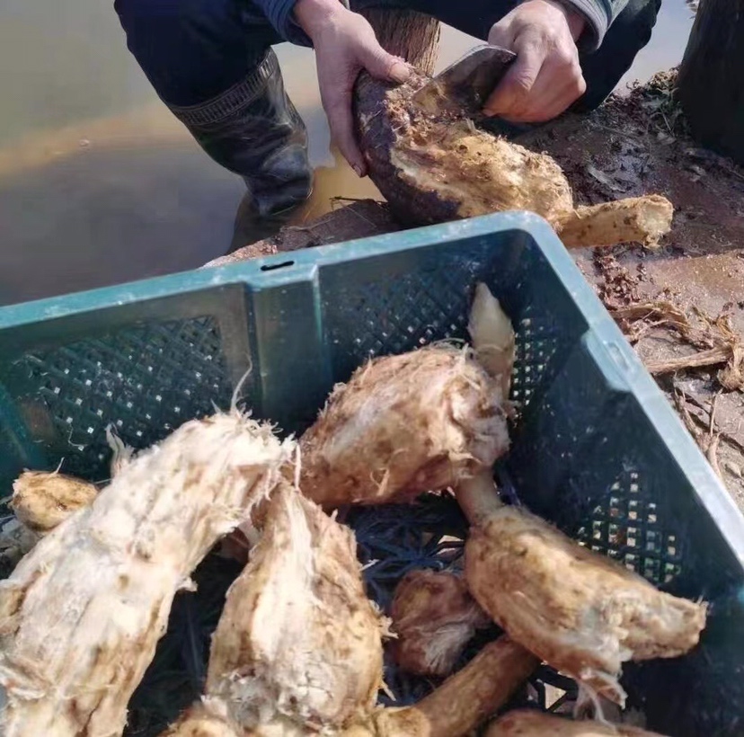 木瓜根煮水过程图,展示木瓜根切片、加水煮制步骤 木瓜根煮水过程