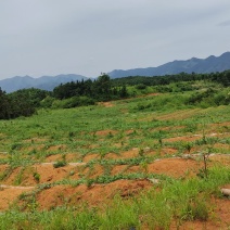 湖北大齐山地瓜