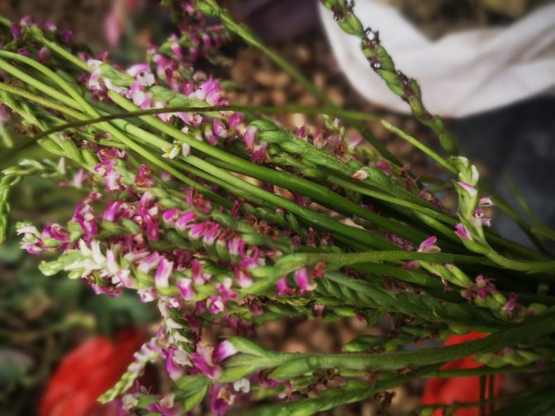 [盘龙参批发]贵州贵阳白云区盘龙参 260.00元/公斤全草,干 _ 一亩田