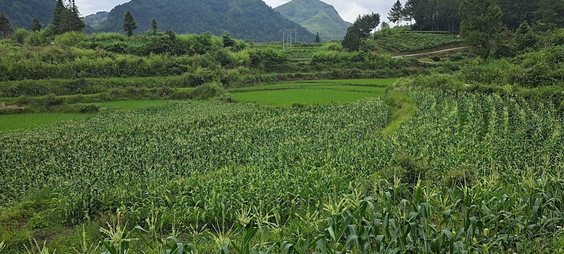 玉米地田园风光