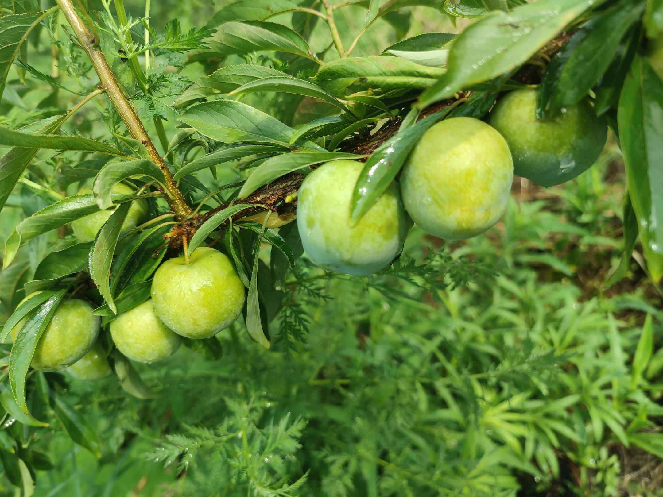 四川青李子果园