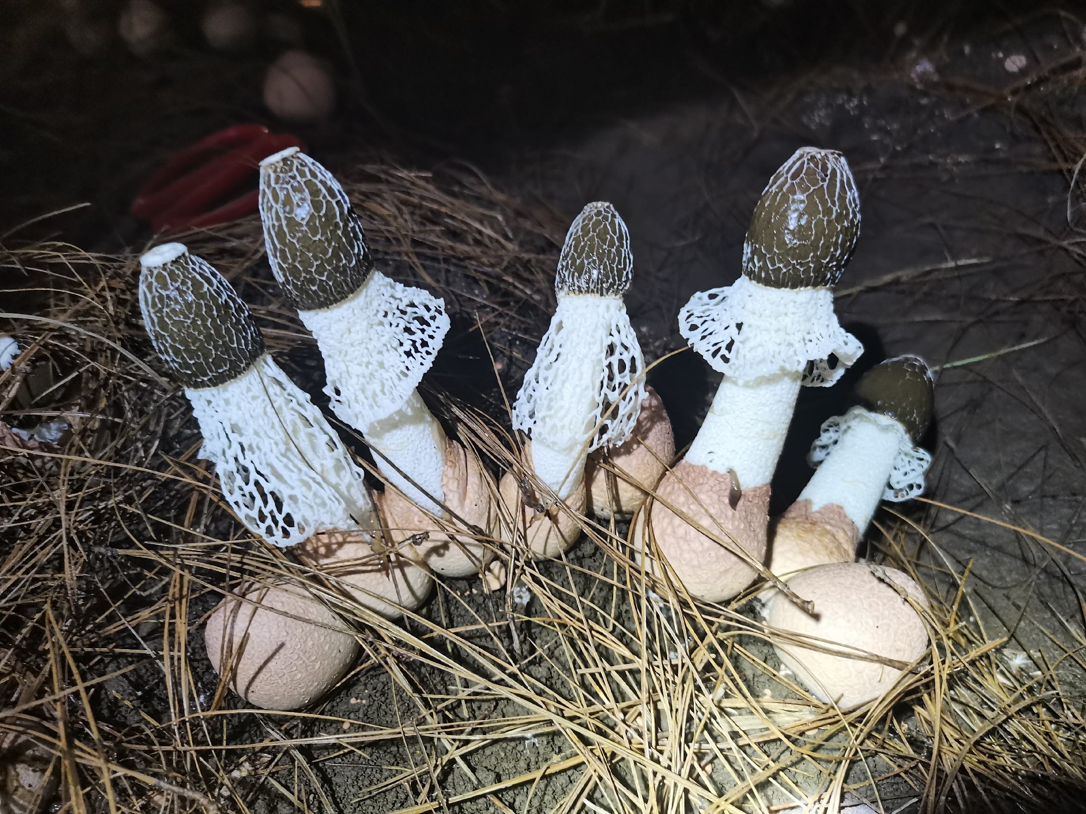 松茸生长环境示意图