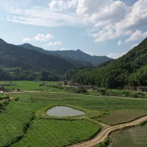 茶叶
