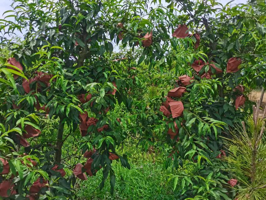 果农正在为‘金霞蟠桃’进行套袋操作:左手托住幼果,右手持专用套袋钳夹紧袋口铁丝;果实已套入单层白色木浆纸袋(袋身印有‘蟠桃专用’字样),袋口紧密贴合果柄;背景可见5月下旬果园行间生草(白三叶)及滴灌带,地面湿润无积水 六月中旬成熟蟠桃夏季套袋作业实景图