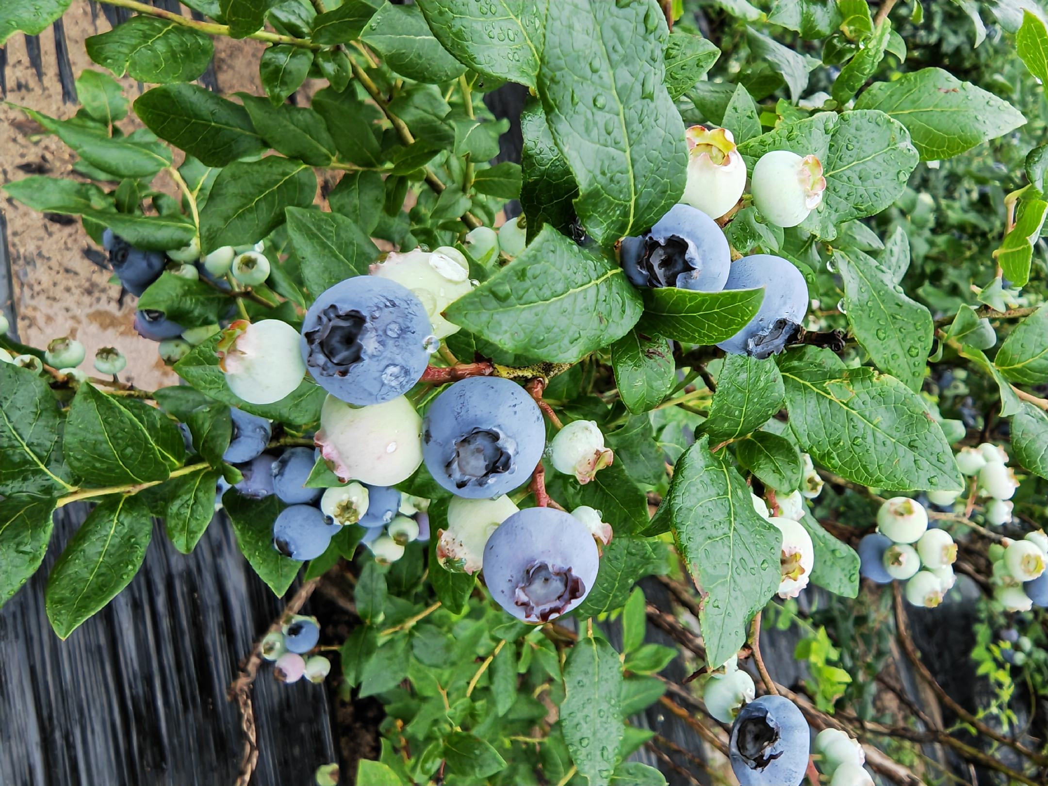 北陆蓝莓果实特写,展示其深蓝色果皮与饱满果粒 北陆蓝莓果实特写