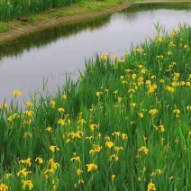 黄菖蒲花种子黄花鸢尾花种籽水生植物种子庭院花海景观易种花