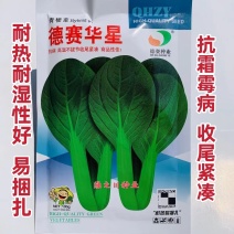 抗病高温不拔节易捆扎青梗菜种子德赛华星油亮青梗菜鸡毛菜