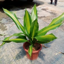巴西美人金心也门铁盆栽香龙血树观叶绿植大型植物吸甲醛