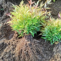 南天竹地苗花木基地农户自产自销量大价优