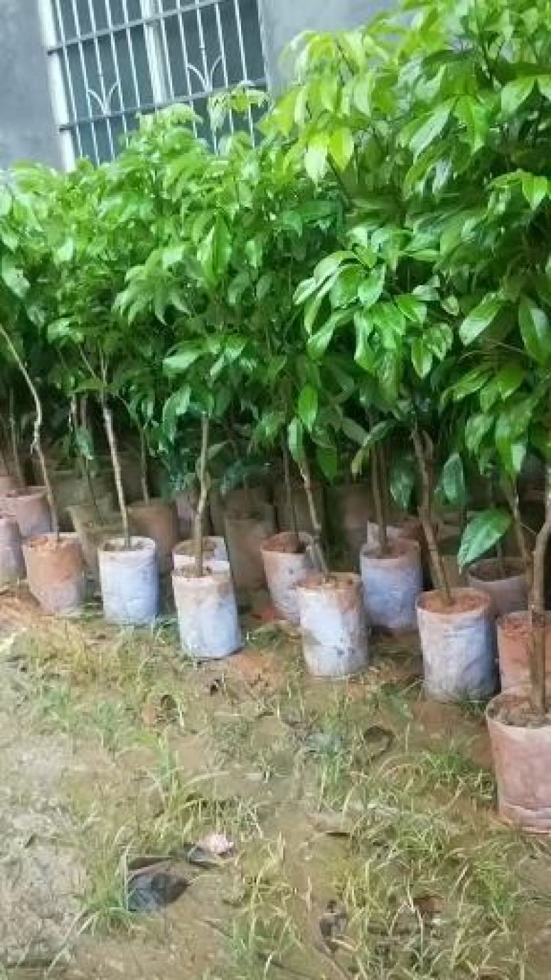 荔枝苗;先进奉荔枝苗,杯苗