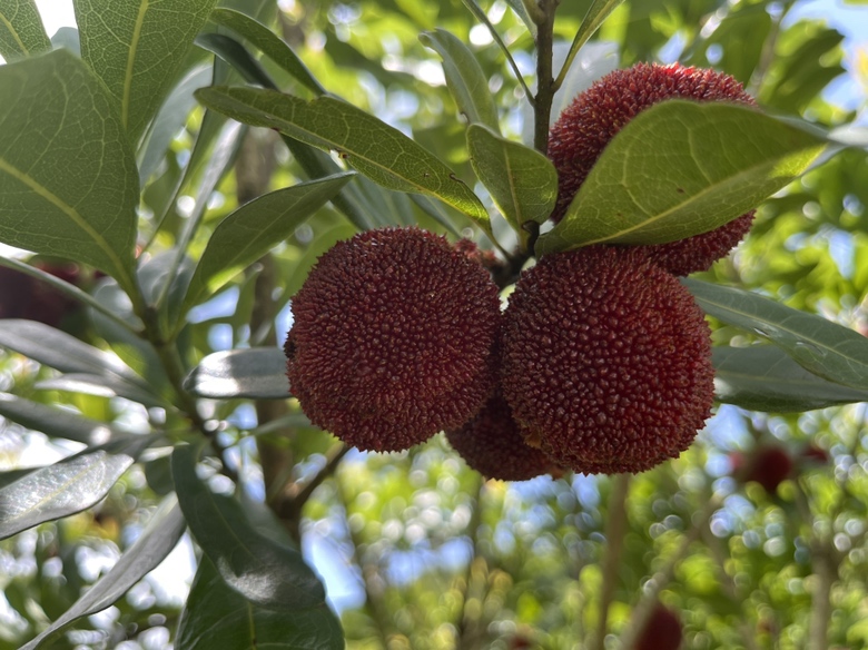 东魁杨梅整株树形与叶片特写