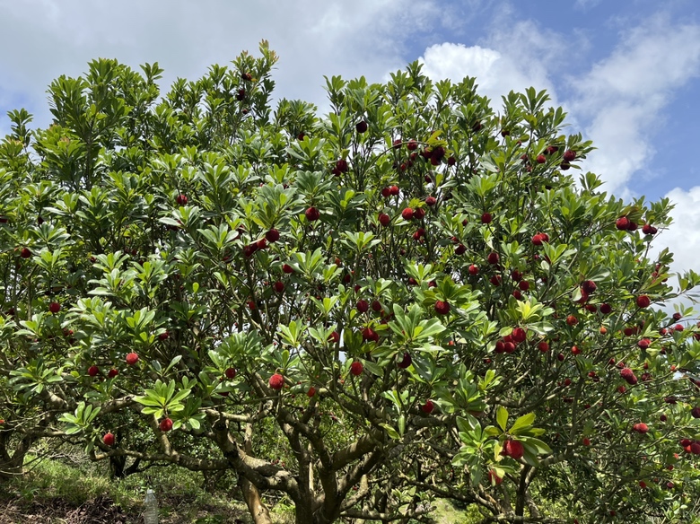 一位果农正在清晨的东魁杨梅园中手工采摘成熟果实,阳光透过树叶洒在紫红色的果串上;果农佩戴草帽,手持竹篮,动作轻柔以避免损伤果皮;周围树木枝繁叶茂,空气中弥漫薄雾,展现生态种植环境 东魁杨梅采摘场景