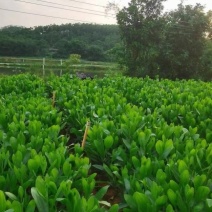 大量出售马占相思有须联系我价格优惠质量保证